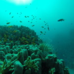 DCIM100GOPRO